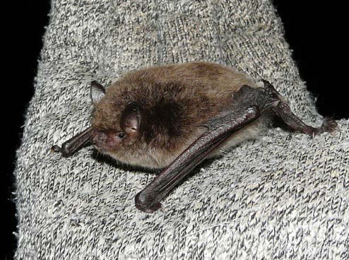 Brandt’s bat (photo © John Black)