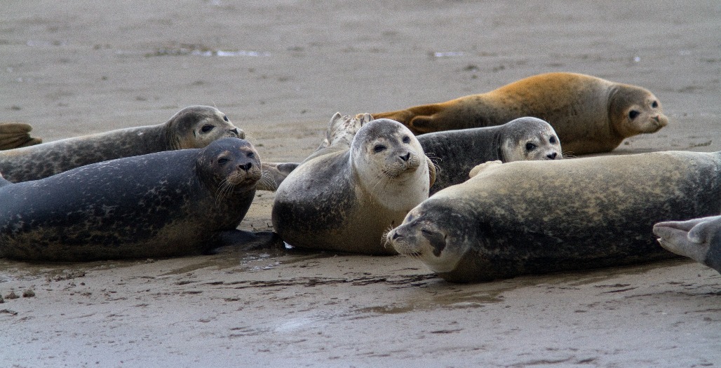 Common seals (photo © John S Young)