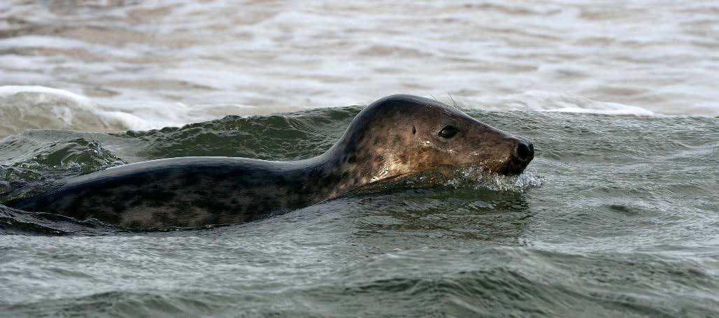 Grey seal (photo © John S Young)