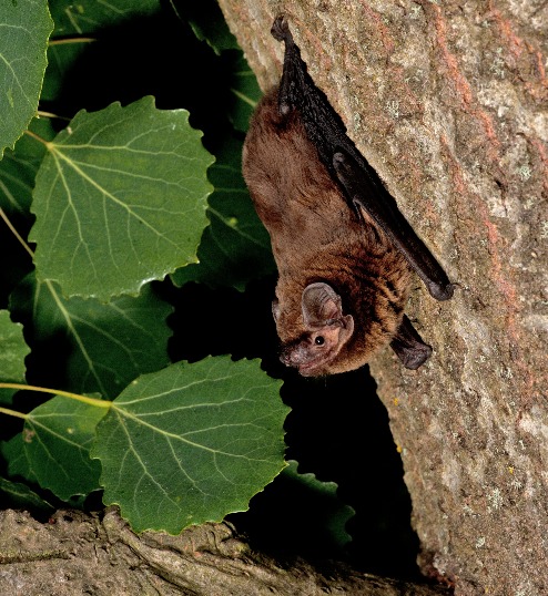 Leisler’s bat (photo © BCT/Hugh Clark)