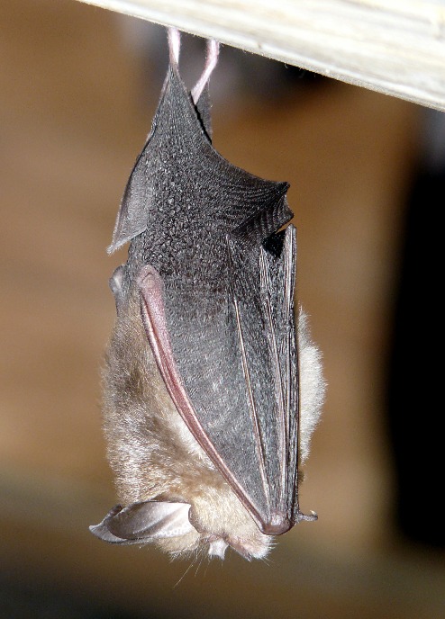 Lesser horseshoe bat (photo © John Black)