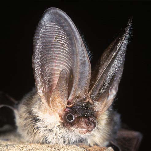 Grey long-eared bat (photo © BCT/Hugh Clark)