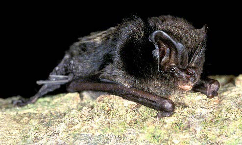 Barbastelle bat (photo © BCT/Hugh Clark)
