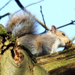 grey_squirrel_20100530_1943386384