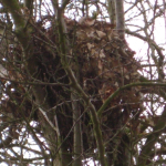 squirrel_drey_20100324_1780706612