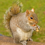 squirrel1