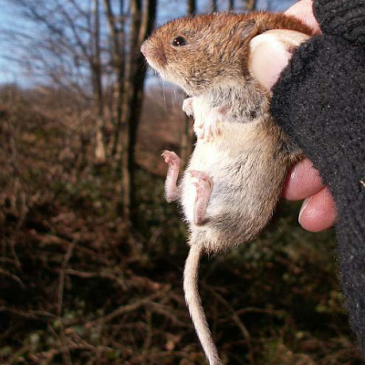 bank_vole_1