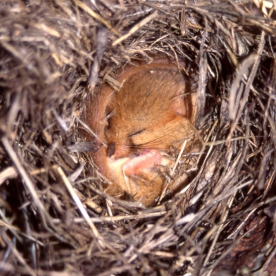dormouse_imuscardinus_avellanariusi_in_hibernation_20100324_1680853192