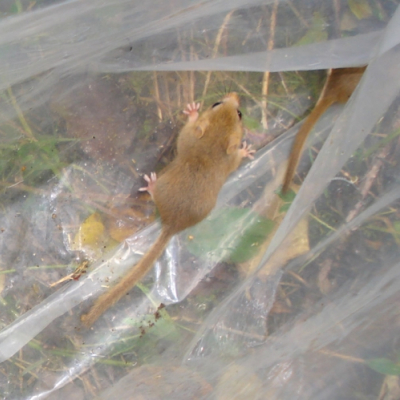 hazel_dormouse_20101028_1157321677