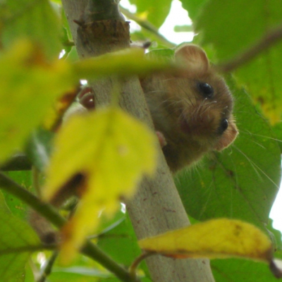 hazel_dormouse_20101028_1947361196