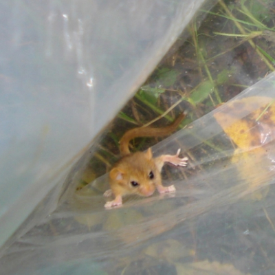hazel_dormouse_20101028_2075899725