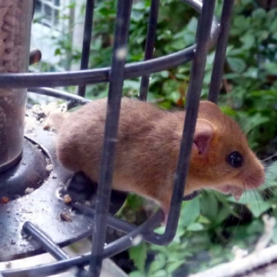 hazel_dormouse_20110626_1007810570