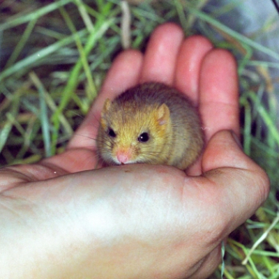 hazel_dormouse_imuscardinus_avellanariusi_20100324_1297272871