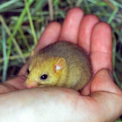 i_20100324_1615726508