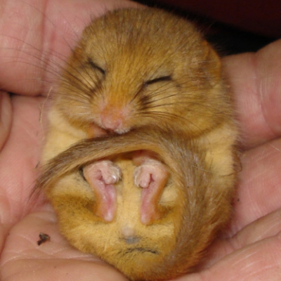 torpid_dormouse_20100626_1080607226