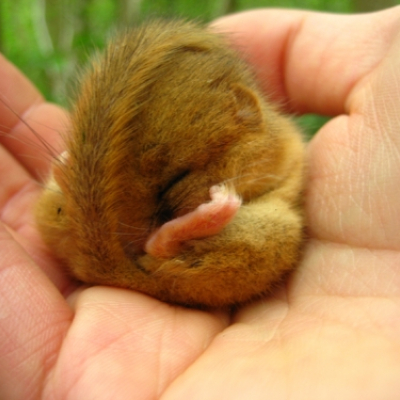 torpid_dormouse_20130518_2092564153