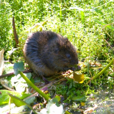 i_feeding_20100324_1372448410