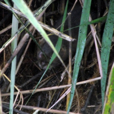 shy_water_vole_20121018_1660977471