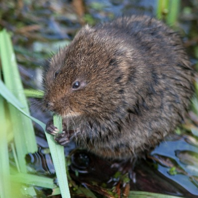 Water_vole_1