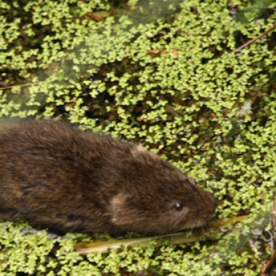 water_vole_20100529_1611665207