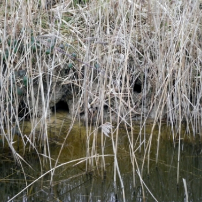 water_vole_holes_20110305_1200504074