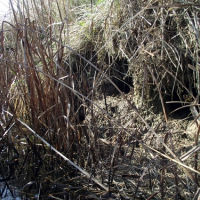 water_vole_holes_20110310_1316530411