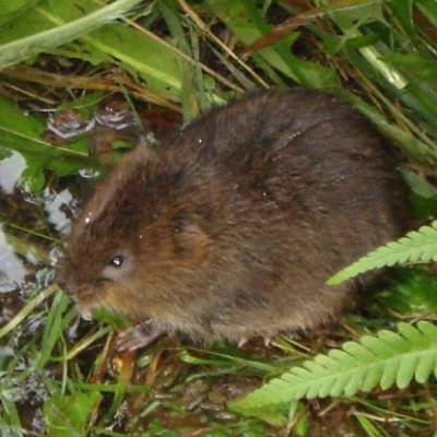 young_water_vole_20101020_1603237507