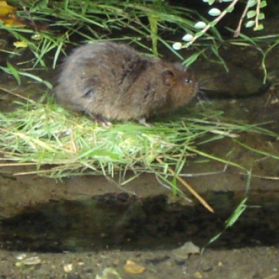 young_water_vole_20101020_1737013001