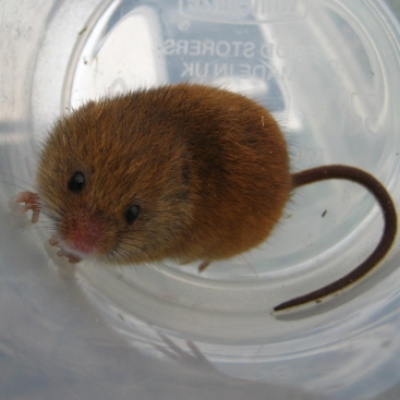 harvest_mouse_20110305_1548545599