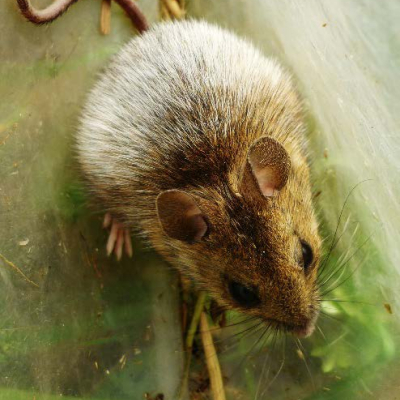 Wood_mouse_1