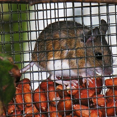 Wood_mouse_2