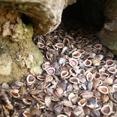 wood_mouse_food_cache_20100324_1007681667