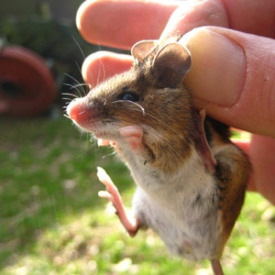 wood_mouse_trapped_20100324_1696470278