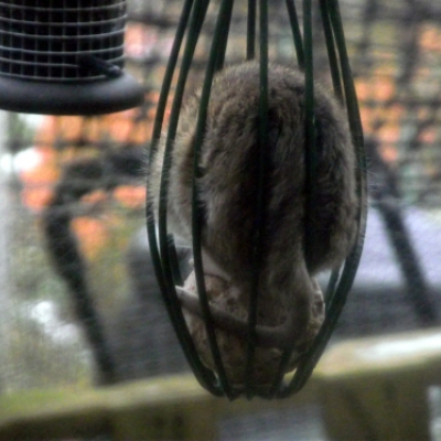 brown_rat_20130223_1340742757