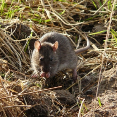 common_or_brown_rat_20121018_1621345688