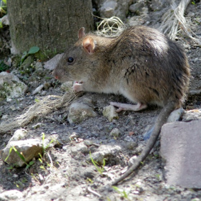 Common_rat_1