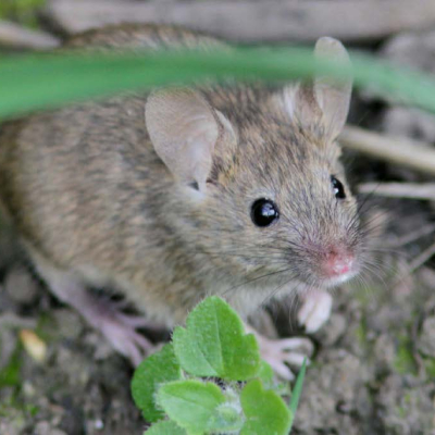House mouse_1
