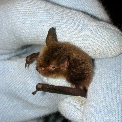 Alcathoe_bat_1