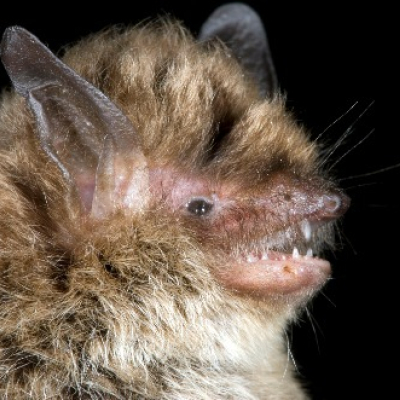 Alcathoe_bat_2