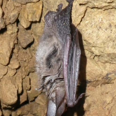 Bechsteins_bat_1