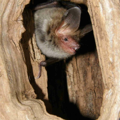 Bechsteins_bat_2