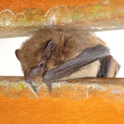 Soprano_pipistrelle_1