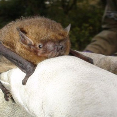 Soprano_pipistrelle_2