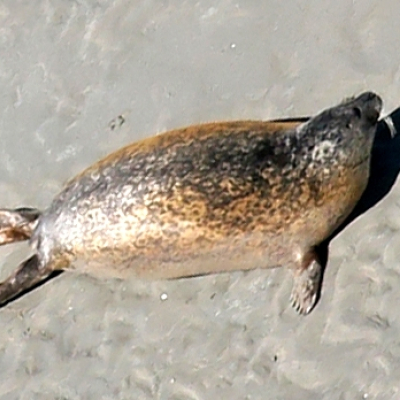 common_seal_20100603_1460409111