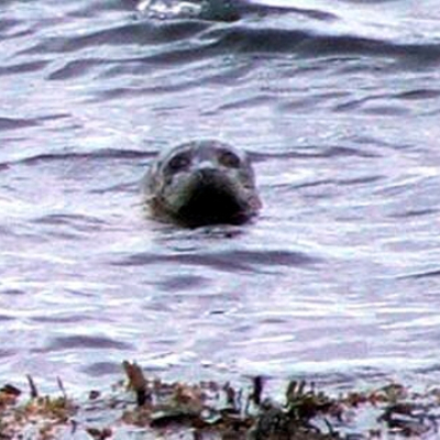 common_seal_20100603_1769678047