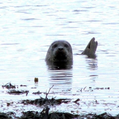 common_seal_20100603_1904667195
