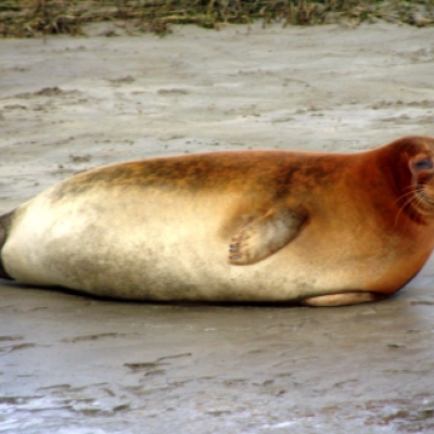 common_seal_20130223_1760631281